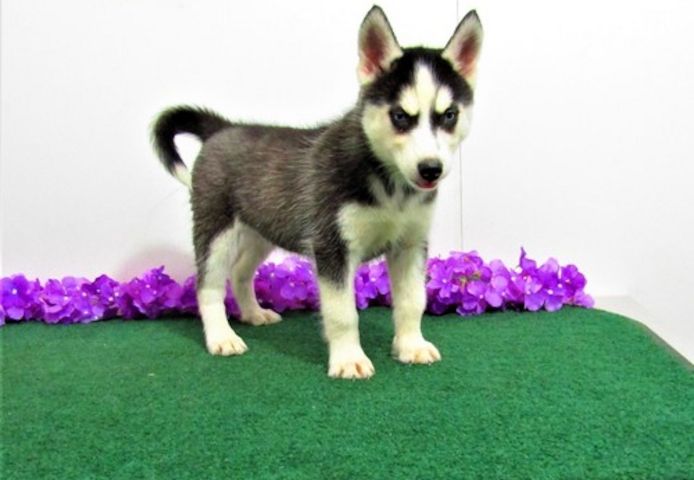 Reinrassige Siberian Husky Welpen