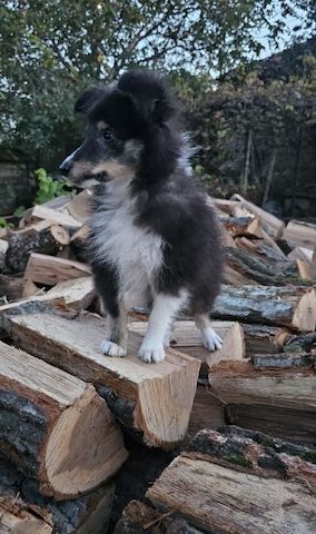 dreifarbiges Sheltie-Mädchen