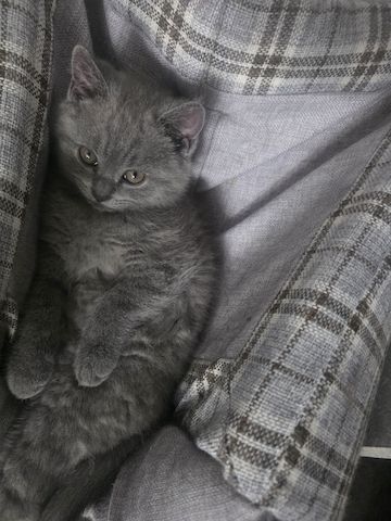 Süsse BKH Kitten 2 w 1 m