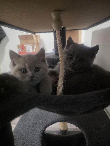 Süsse BKH Kitten 2 w 1 m