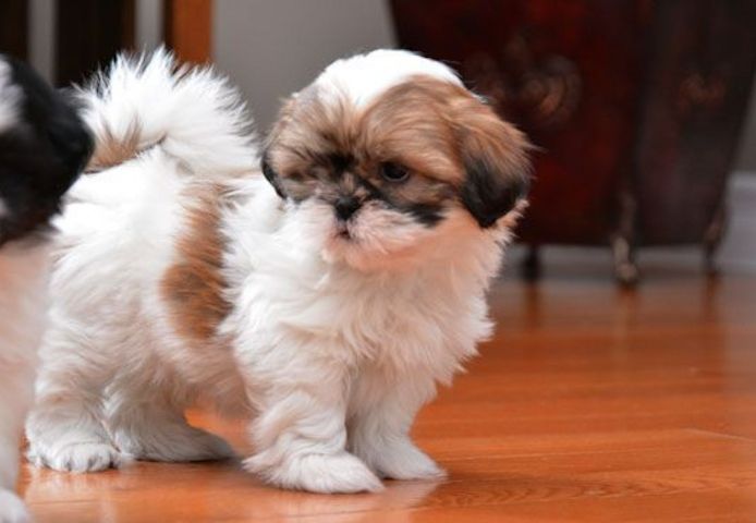 Shih-Tzu-Welpen. WhatsApp: +44 7469 456352
