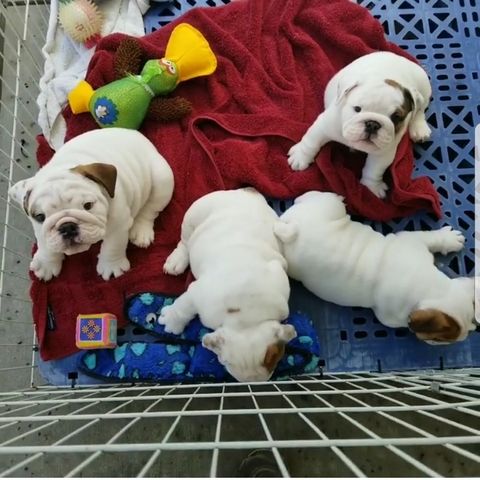 Typvolle English Bulldog Welpen mit Papieren