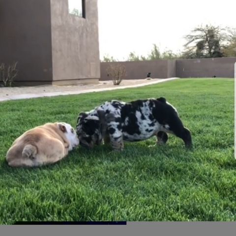 Englische Bulldoggen suchen verantwortungsvolle Menschen