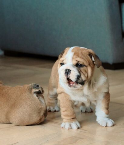 Liebevoll aufgezogene Englische Bulldoggen – Rüden & Hündinnen