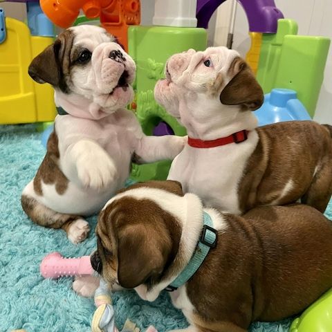 Liebevoll aufgezogene Englische Bulldoggen – Rüden & Hündinnen