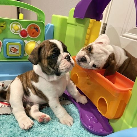 Englische Bulldoggen-Welpen – auf der Suche nach ihrem Für-immer-Zuhause