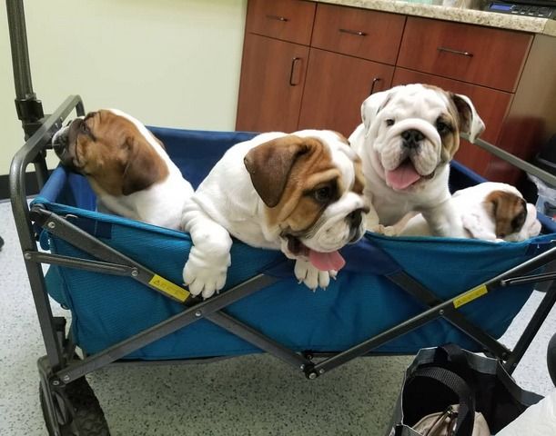 Kleine English Bulldogs, große Persönlichkeiten