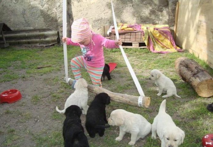 Wunderschöne Labradorwelpen mit Papieren