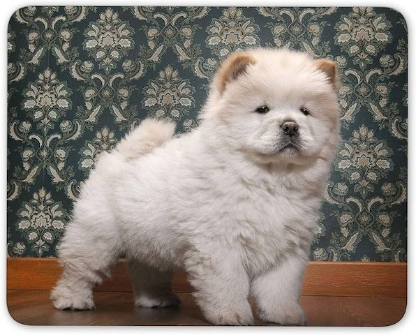 Chow-Chow-Welpen. WhatsApp: +44 7469 456352