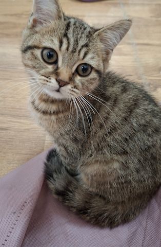 Drei zuckersüße BKH-Kitten suchen noch ihr liebevolles Zuhause