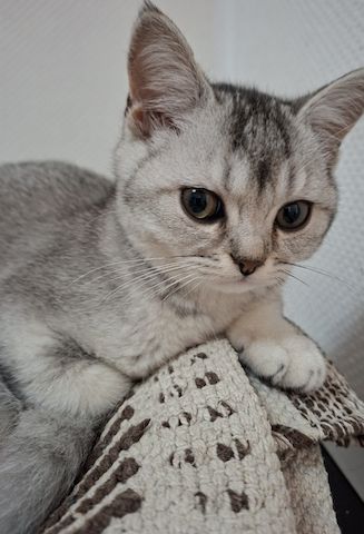 Drei zuckersüße BKH-Kitten suchen noch ihr liebevolles Zuhause