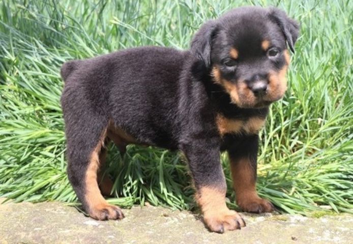 Wunderschöne RottweilerWelpen !!