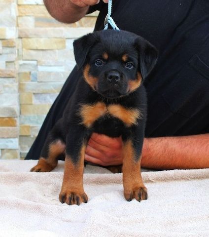 Wunderschöne RottweilerWelpen ,,