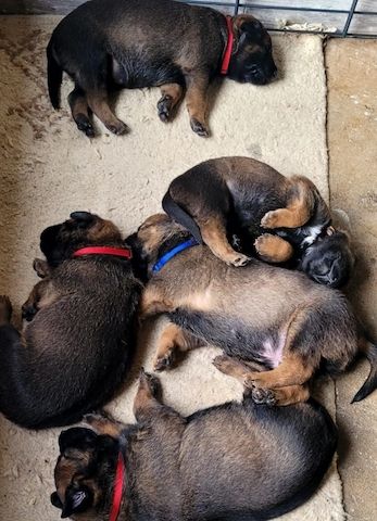 Malinois Welpen abzugeben