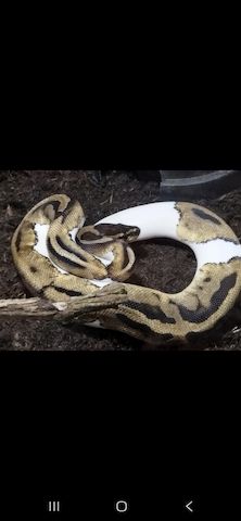 1.0 Pastel Pied