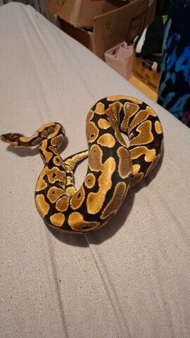 0.1 Yellowbelly het albino