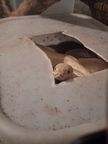 1.0 Super Pastel Lesser 100% het Clown