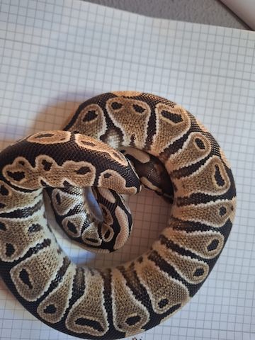1.0 Classic het Clown
