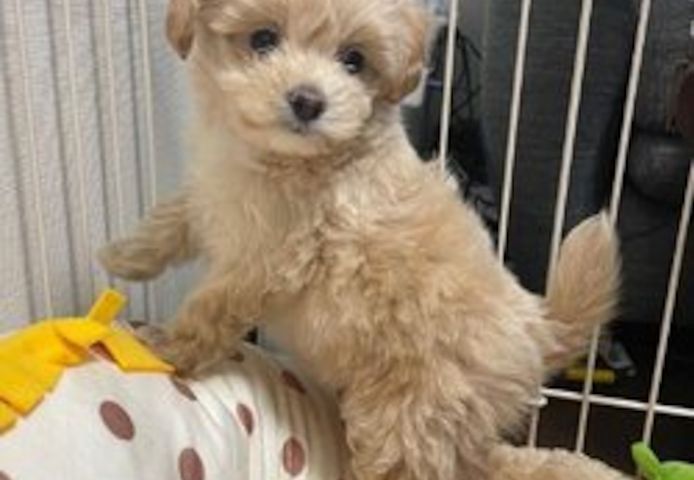 Zuckersüßer maltipoo-Welpen