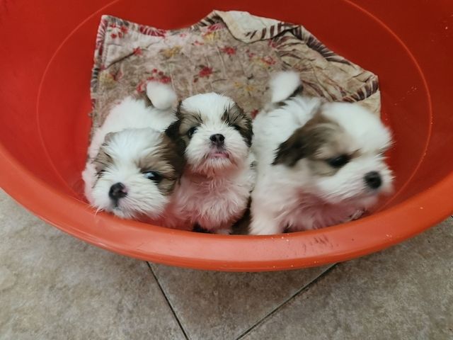 Shih Tzu Welpen