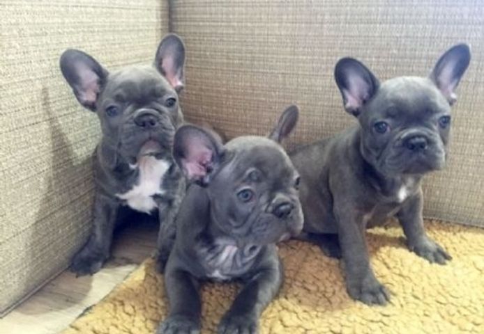 Französische Bulldogge Welpen!!