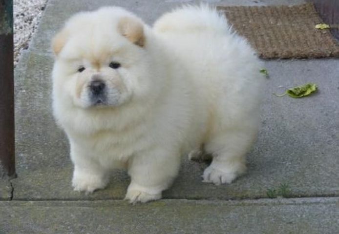 Chow-Chow-Welpen. WhatsApp: +44 7469 456352