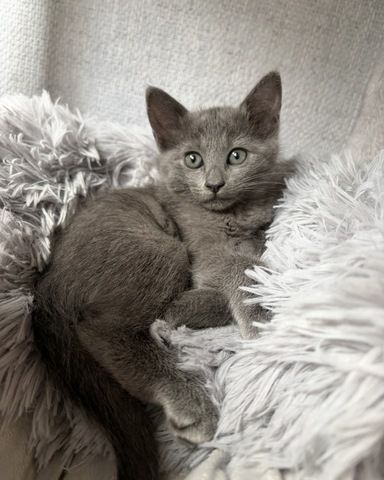 BKH kitten