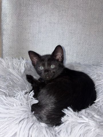 BKH kitten