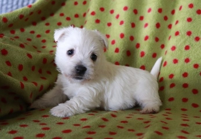 West Highland White Terrier-Welpen. WhatsApp: +44 7469 456352
