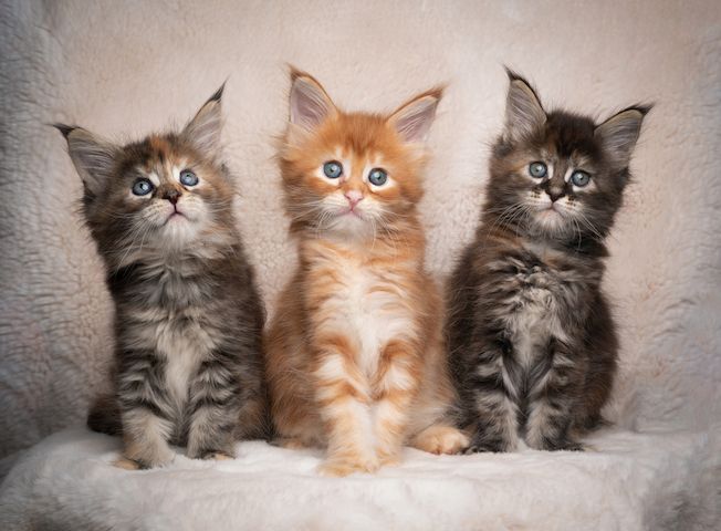 Freundliche Maine-Coon-Kätzchen zur Adoption