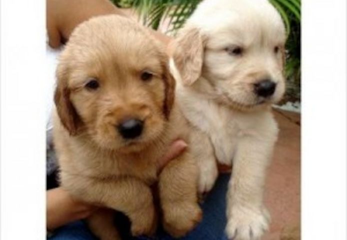 Golden Retriever Welpen zu adoptieren