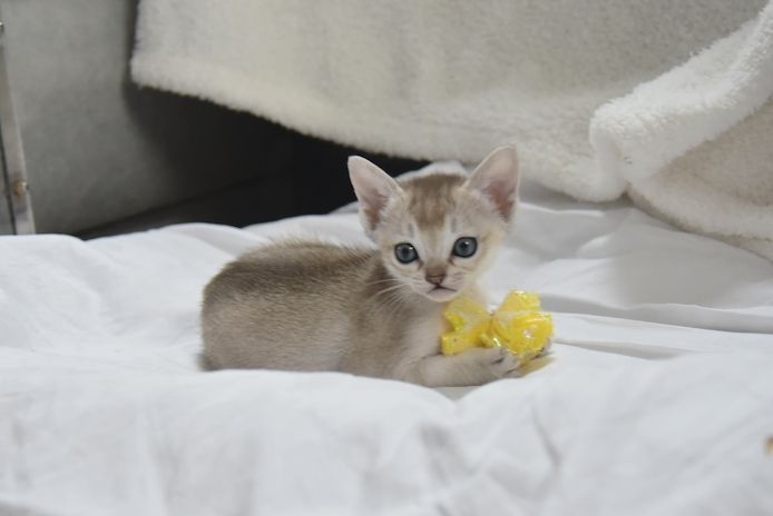 Singapura Kitten reinrassig zu verkaufen