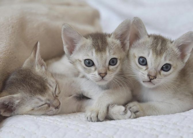 Singapura Kitten reinrassig zu verkaufen