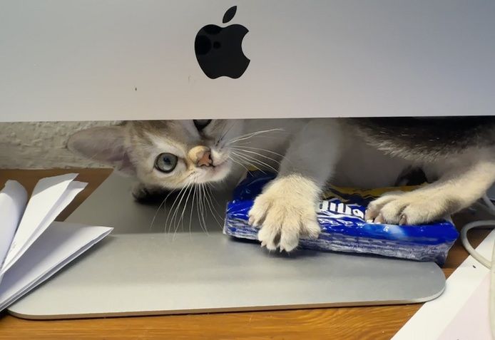 Singapura Kitten reinrassig zu verkaufen