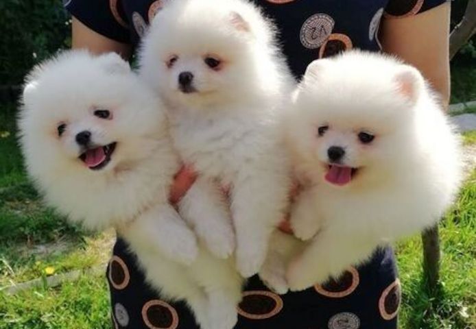 MINI POMERANIAN ZWERGSPITZ BOO WELPEN ZUM VERSCHENKEN