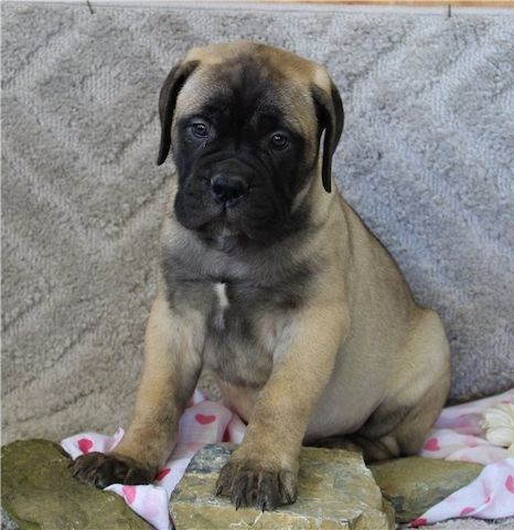 Bullmastiff Welpen suchen ihre Familie