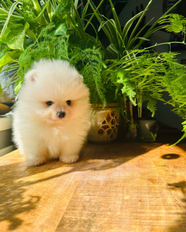 Zwergspitz-Welpen (Pomeranian) in Belgien abzugeben.