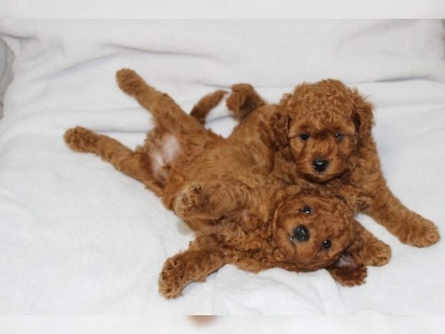 Poodle Welpen