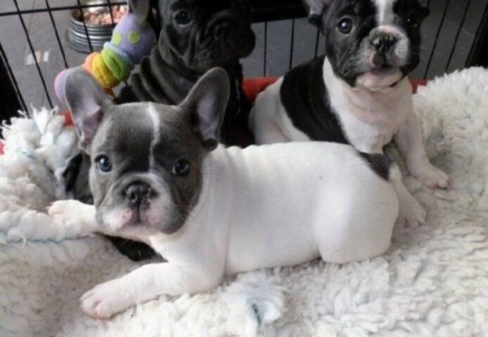 Französische Bulldoggen