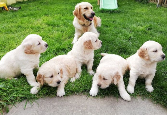 Golden-Retriever-Welpen