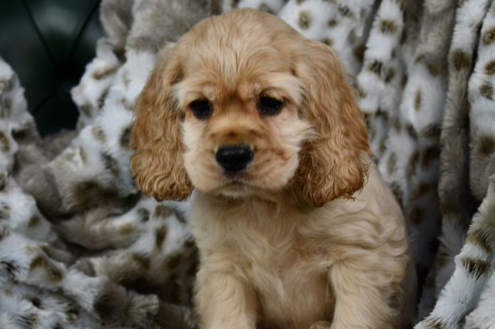 Cocker-Spaniel-Welpen