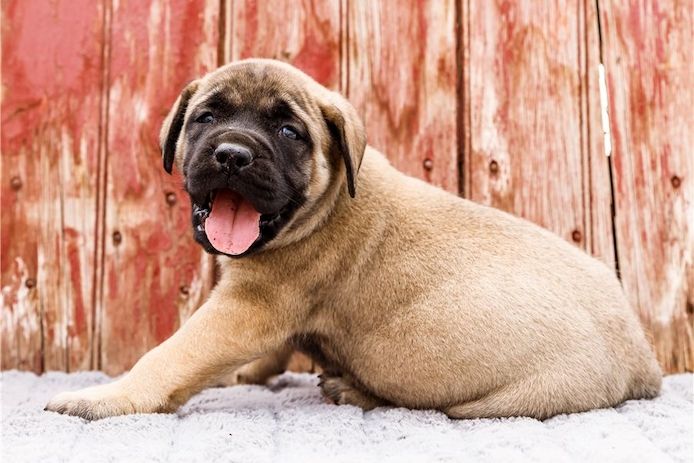 Bullmastiff Welpen suchen ihre Familie