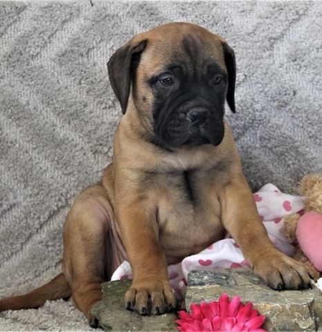 Bullmastiff Welpen suchen ihre Familie