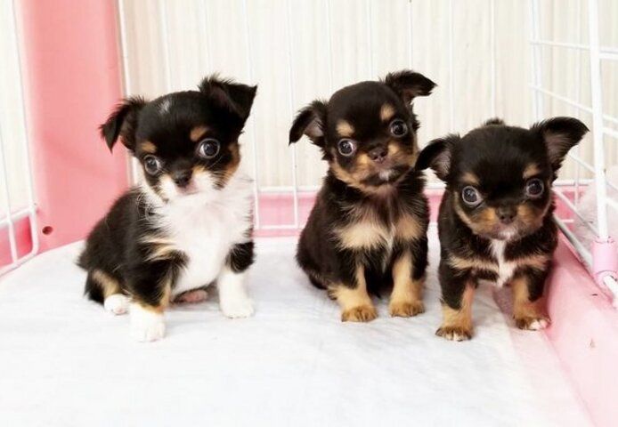 Chihuahua-Welpen