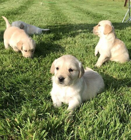 Golden-Retriever-Welpen