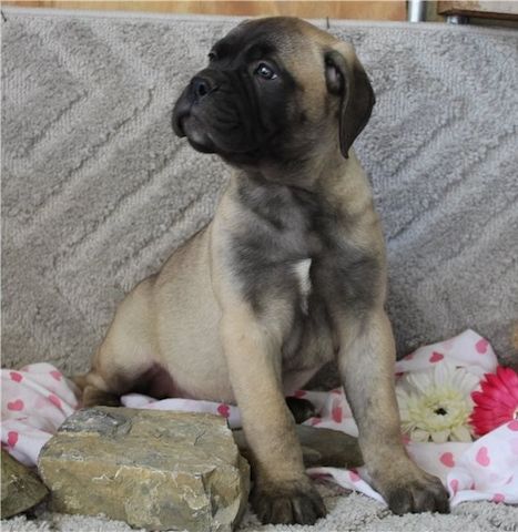 Bullmastiff Welpen suchen ihre Familie