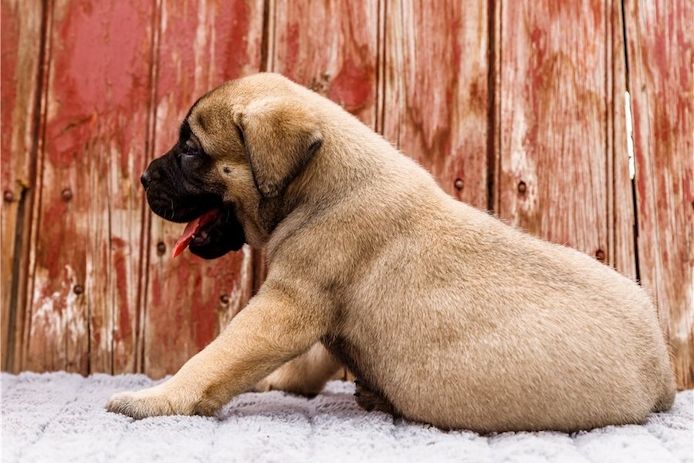 Bullmastiff Welpen suchen ihre Familie
