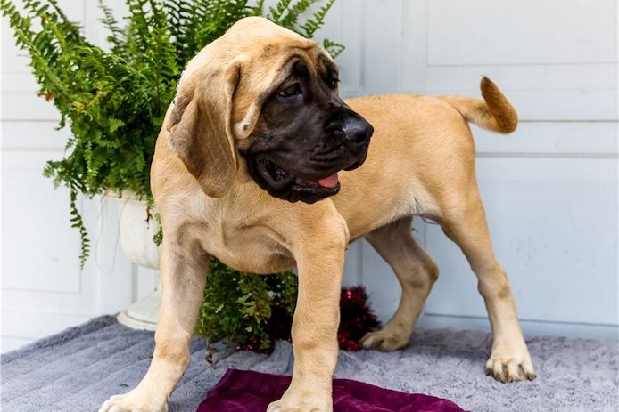 Bullmastiff Welpen suchen ihre Familie
