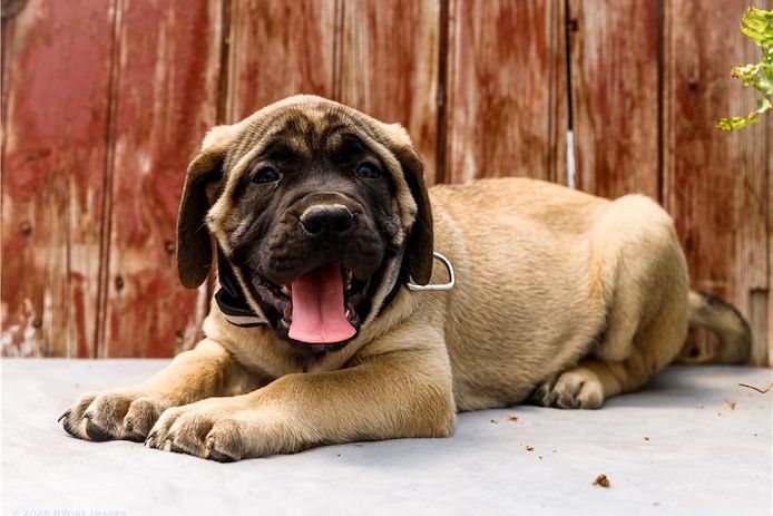 Reinrassige Bullmastiff Welpen