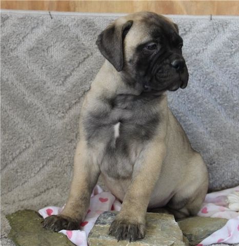 Reinrassige Bullmastiff Welpen